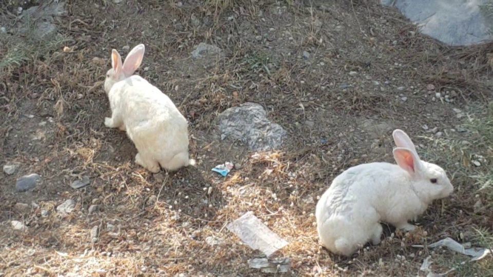Şirin Tavşanlar - Piknik alanında insanlardan kaçmıyorlar