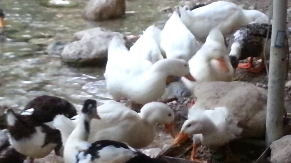 Yarıkpınar deresinde ördeklerin beslenme kavgası kemer tatil gezi tur