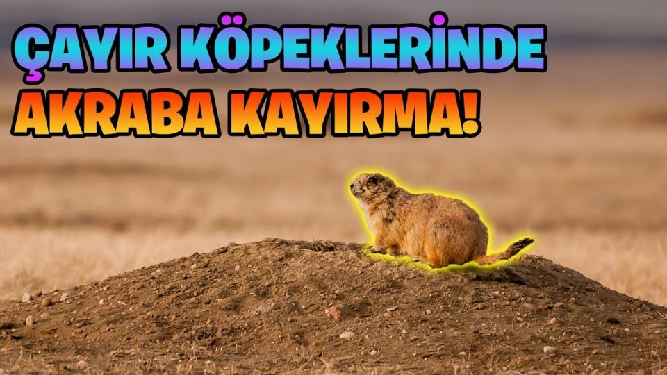 Evrimsel biyolojide akraba kayırmak (akraba seçilimi) ne demektir ?  Hamilton kuralı nedir ?