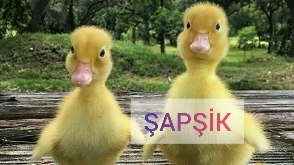 ŞAPŞİK - 3 ❤  Sevimli ve komik hayvanlar