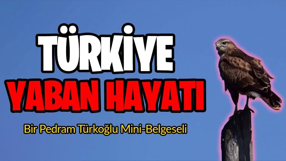 Türkiye Yaban Hayatı - Yeni Mini-Belgesel !