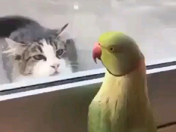 Kedi ile dalga geçen papağan (video)