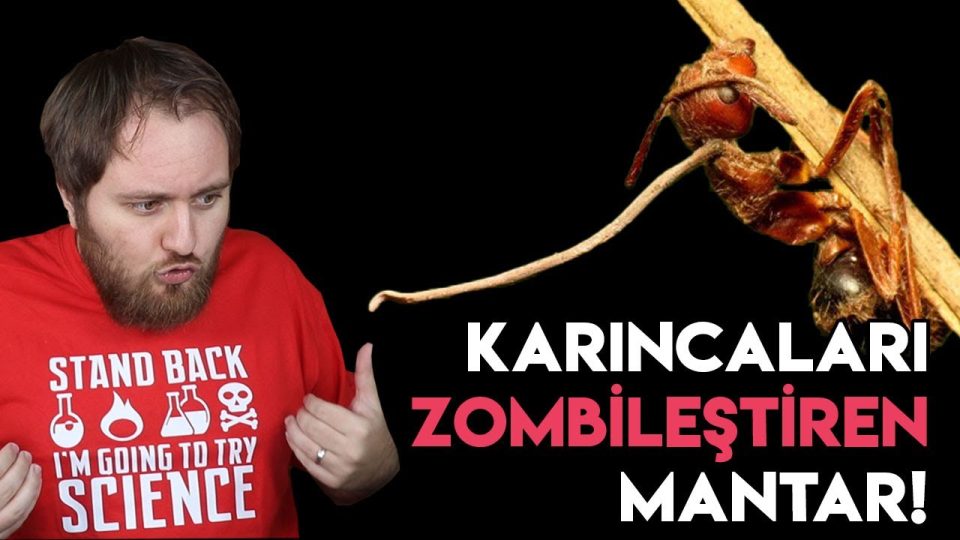 Ölüm Isırığı: Karıncaları Zombileştiren Mantar!