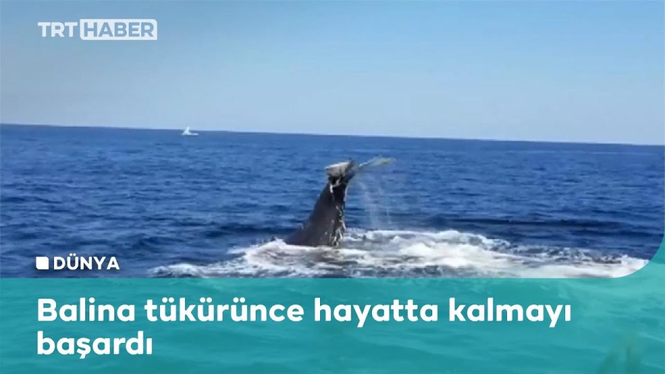 Balina bir insanı yutabilir mi ?