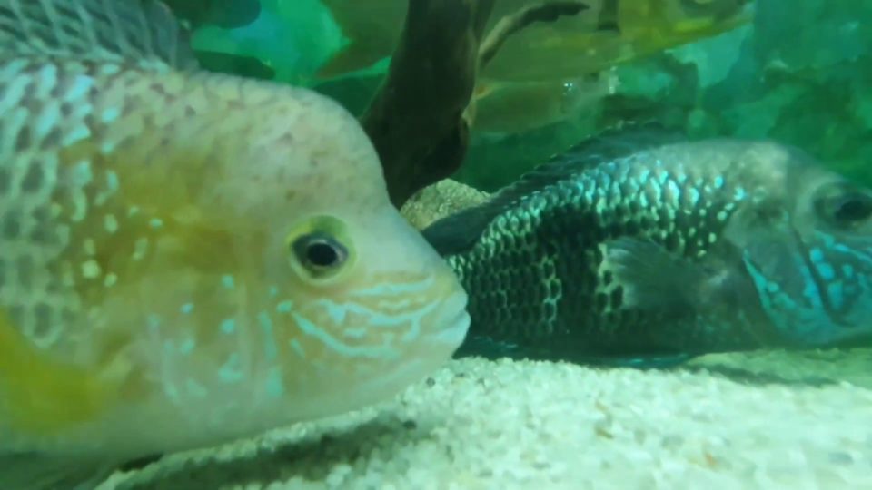 Cichlid Fishes - Akvaryum Seyret Ciklet Balıkları Akvaryumu Video
