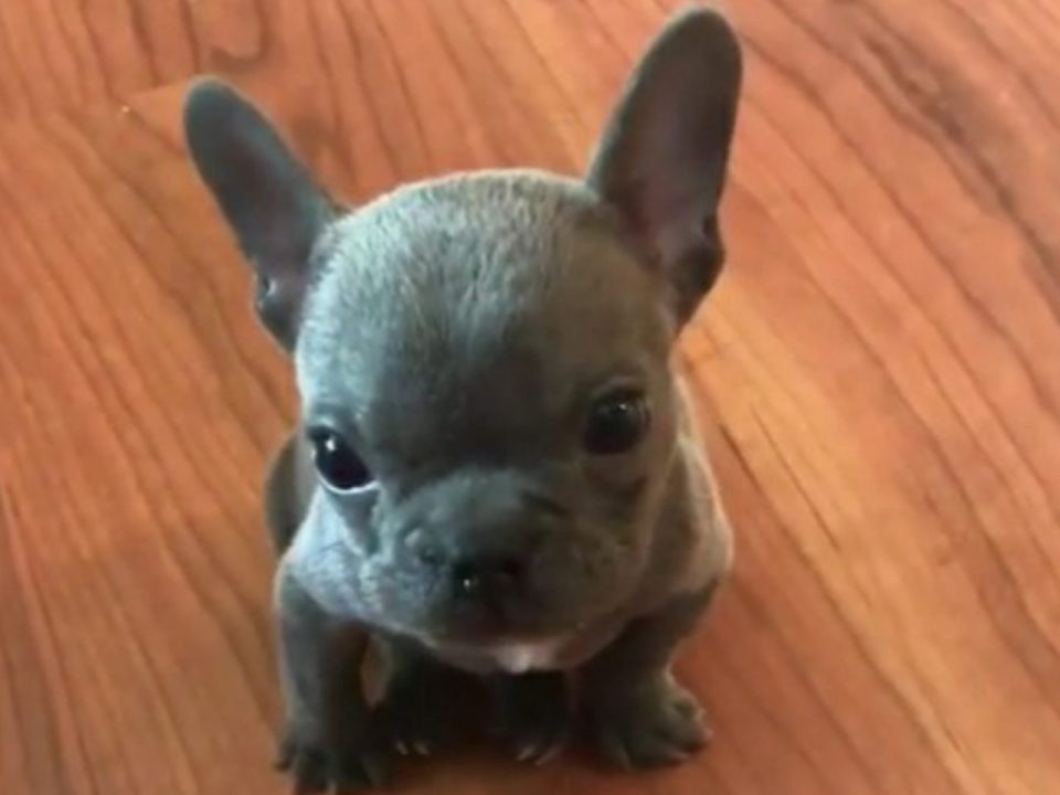 Pitbull Yavrusu - Sevimli Yavru Pitbull Köpeği