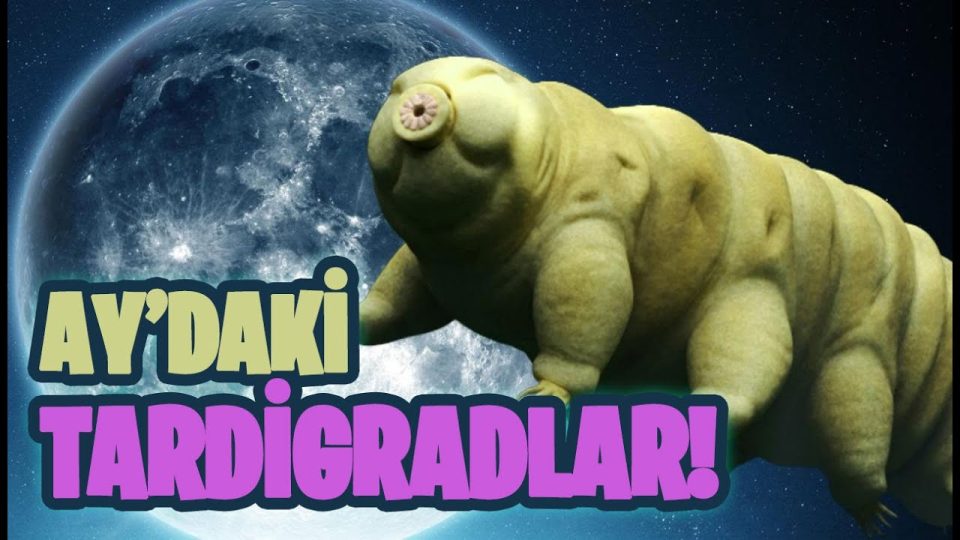 Su Ayıları: Ay'a Saçılan Tardigradların Dünyasına Bir Bakış!