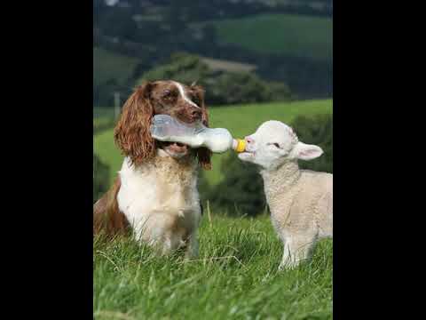 Best Funny Baby Animals Photos