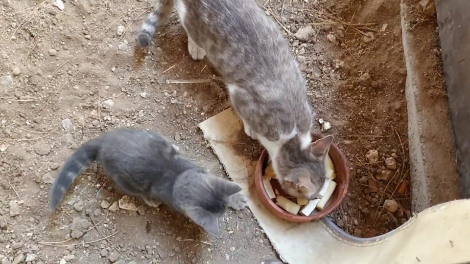 Komik yavru kedi annesinin yanında oyun oynuyor