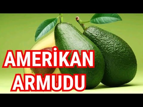Amerikan Armudu Nedir ? - KPSS Sorusu Google Trends