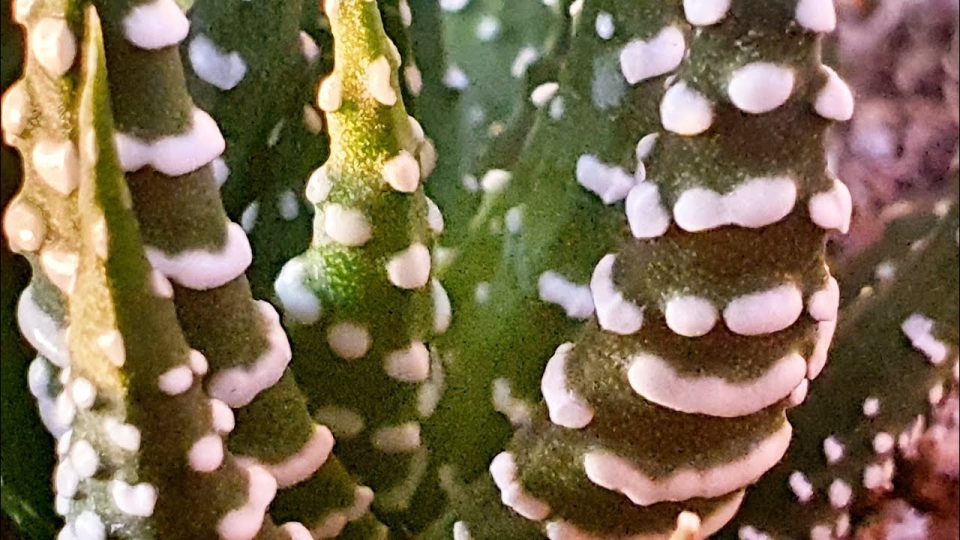 Zebra Kaktüs - Haworthia Fasciata ( Yılanderisi Çiçeği )