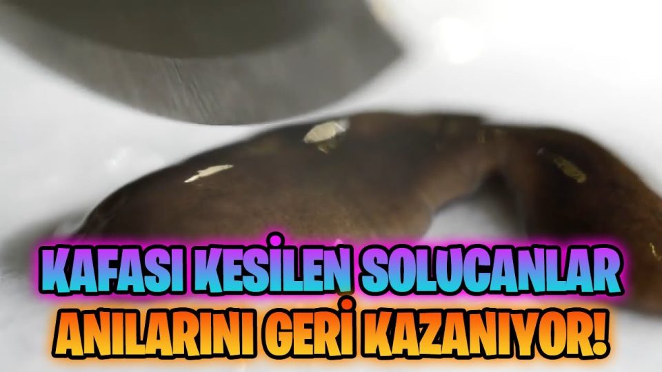Beyin sadece kafada mı bulunur ?