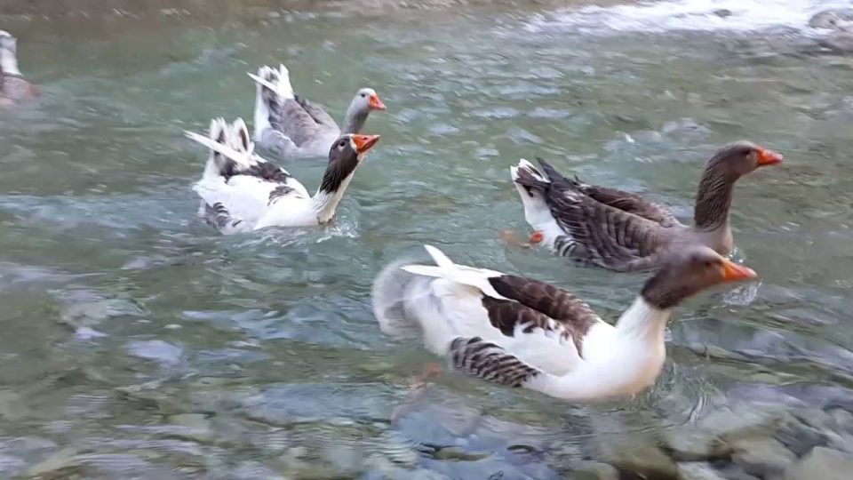Kemer Doğal Güzellikler Yarıkpınar Deresinde Ördeklerin Oynayışı Tekirova Tatil Gezi