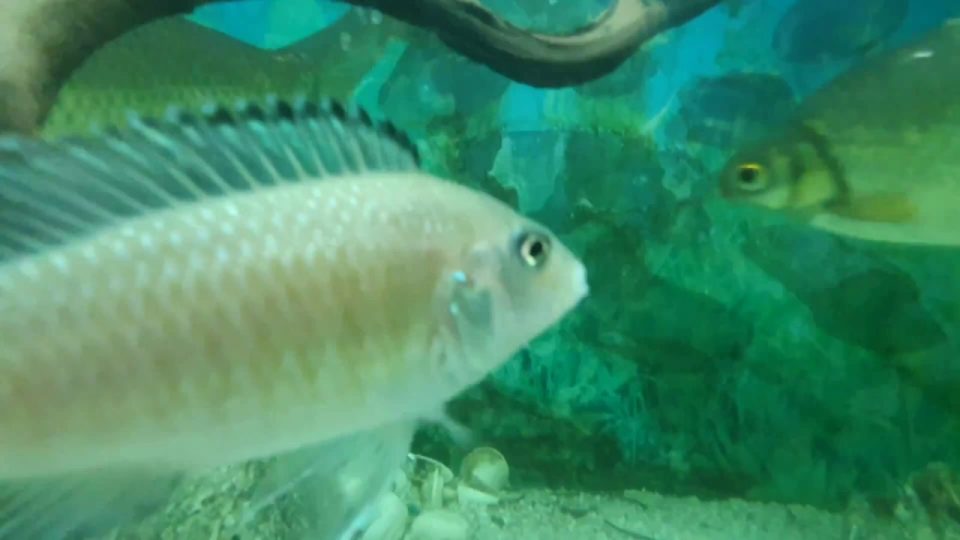 Cichlid Fish Aquarium - Fish tank video