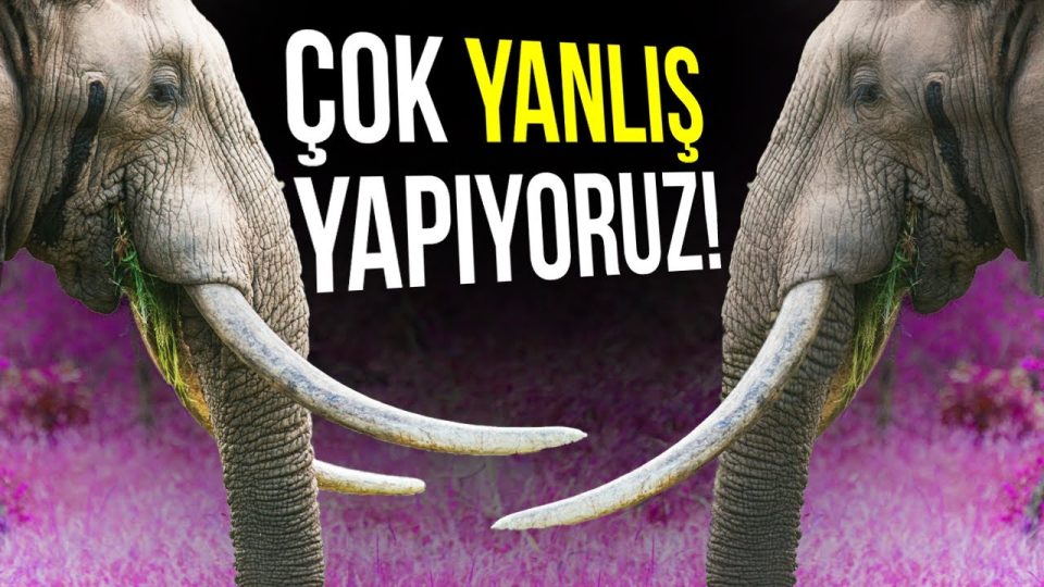 80 Yılda Evrim Nasıl Gerçekleşir ?