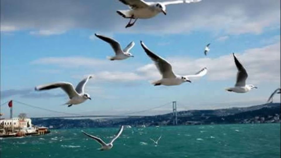 Martıların Güzelliği - Martı Hakkında Bilgi Video Açıklamasında