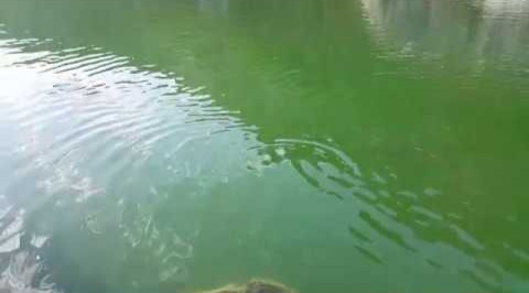 Natural Beauty in Dalyan River Best Hotel in Dalyan Fish Restaurants