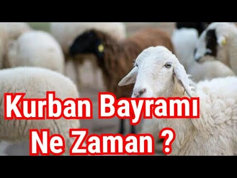 Kurban Bayramı Ne Zaman ? Kurban Bayramı Tatili Kaç Gün ? 2019  - Google Trends