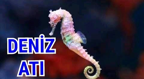 Deniz Atı - Deniz Atları hakkında bilgi video açıklama kısmında