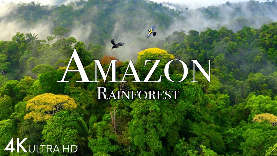 Amazon Yağmur Ormanlarından Muhteşem Doğal Güzellikler - Orman Manzaraları - 4K Relax NatureVideo