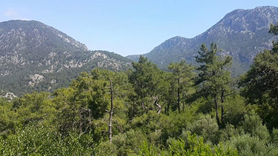 Antalya Altınyaka Yolunda Çam Ormanları ve Deniz Manzarası - Antalya Tatil