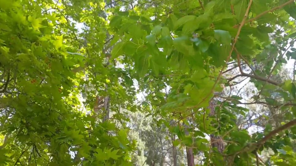 Altınyaka Yolunda Söğütlü Çeşme ve Doğa Manzarası Antalya