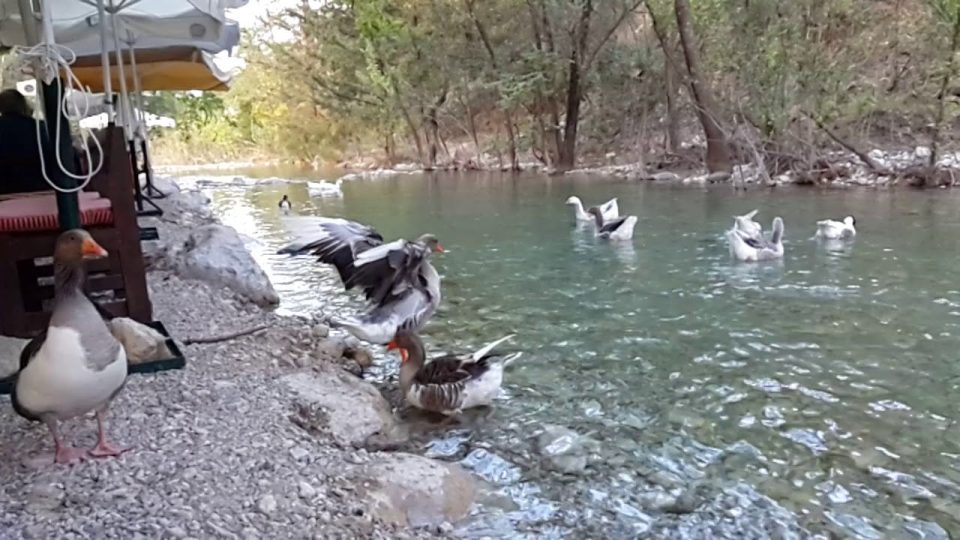 Ördeğin kanat çırpışı - Ağır Çekim