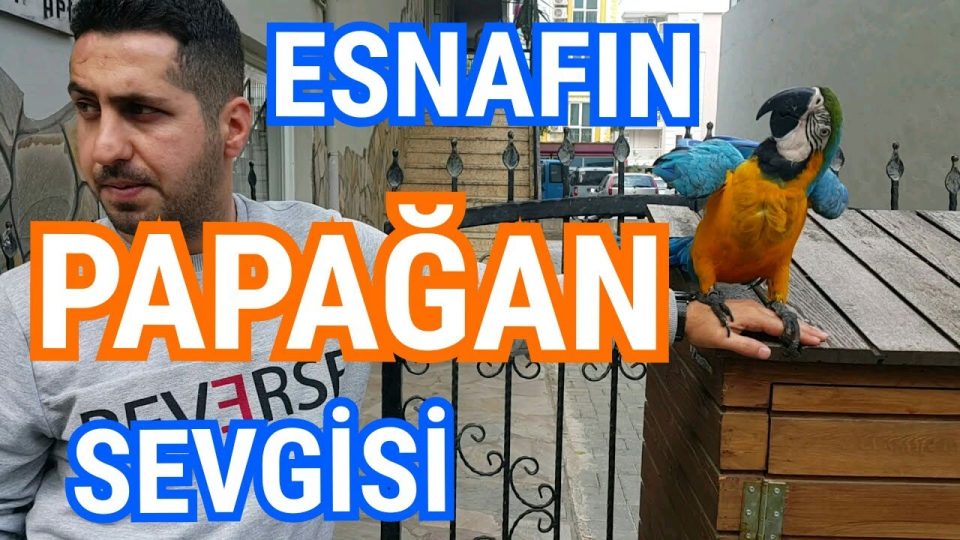 Şarampol caddesi esnafı ve güzel papağanı - Türün adını bilen yorum atsın