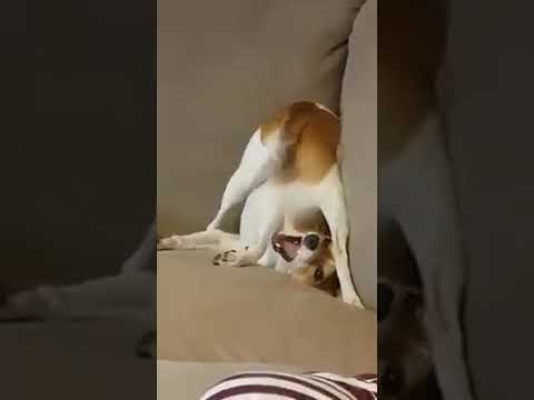 Bu köpek sizi gülme krizine sokacak