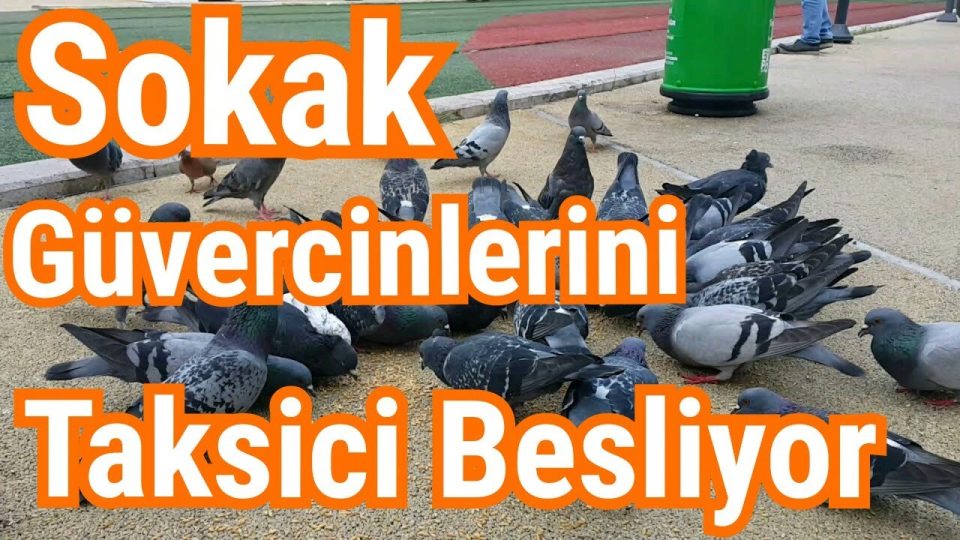 Güvercinlerin Yem Yeme Heyecanı Antalya Şarampol Caddesi Yeni Kapalı Yol