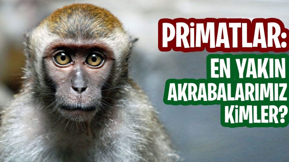 Maymunlarla akraba mıyız ?