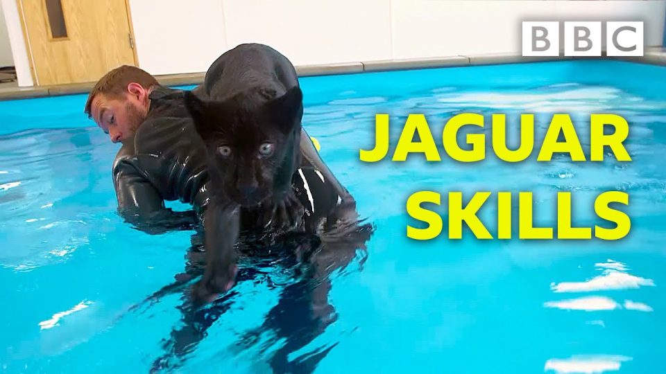 Siyah Jaguar yavrusunun ilk yüzme deneyimi