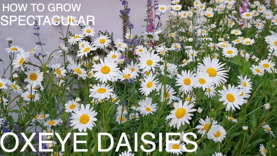 Daisy Flowers