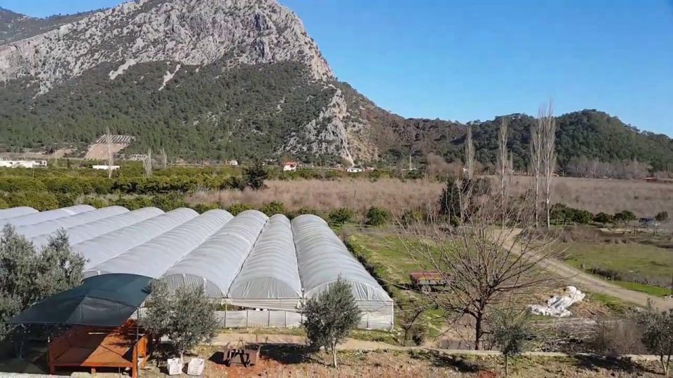 Adrasan Satılık Nar Bahçesi 3700 m2 - 700.000 TL. - 0532 567 7892