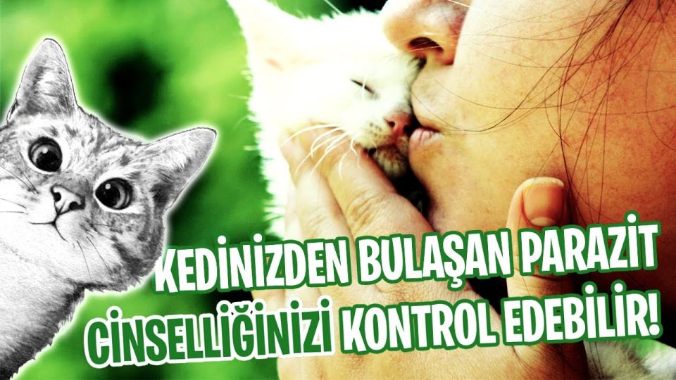 Kedinizin Taşıdığı Parazit, Beyninizi ve Cinsel Dürtülerinizi Nasıl Kontrol Ediyor?
