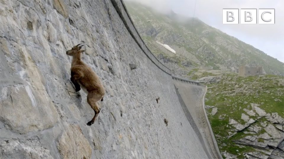 Baraj Duvarında Gezen Keçiler Yürek Hoplatıyor