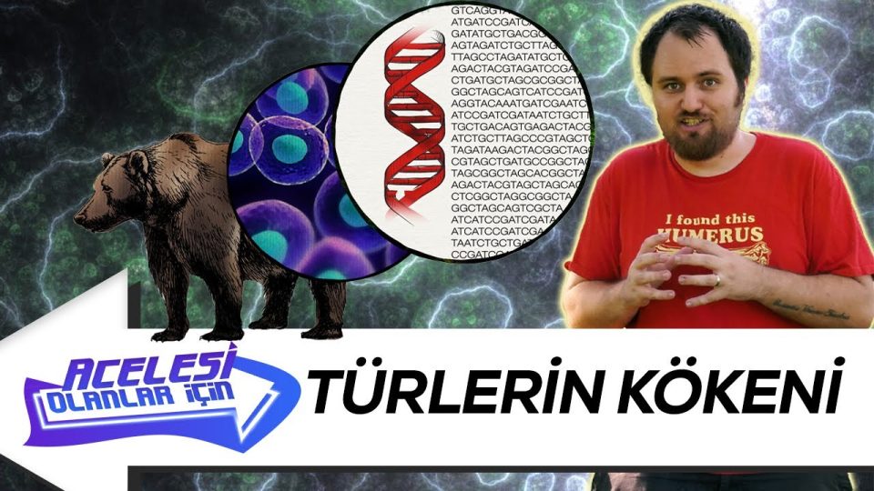 Canlı türlerindeki çeşitlilik ve türlerin kökeni