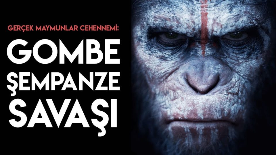 Gerçek Maymunlar Cehennemi: Gombe Şempanze Savaşı!