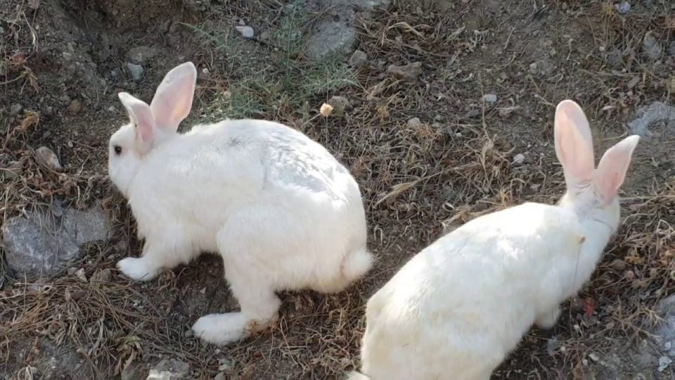 Sevimli tavşanlar piknik alanında serbest dolaşıyor