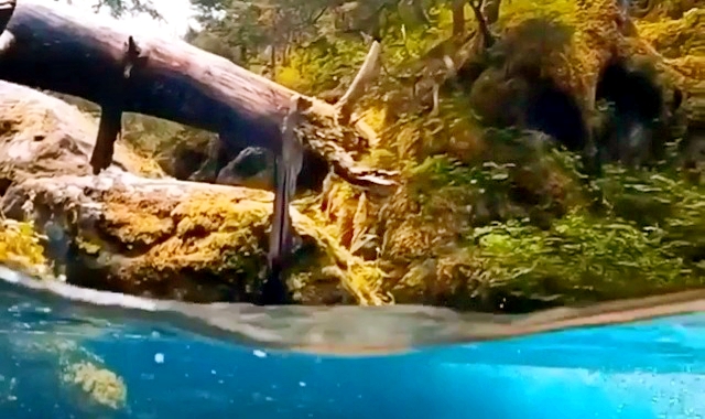 Dereden müthiş su altı görüntüsü (video)