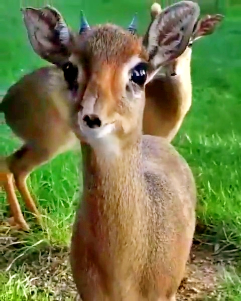 Ceylan Gözlü Diye Boşuna Dememişler (Silver Dikdik)
