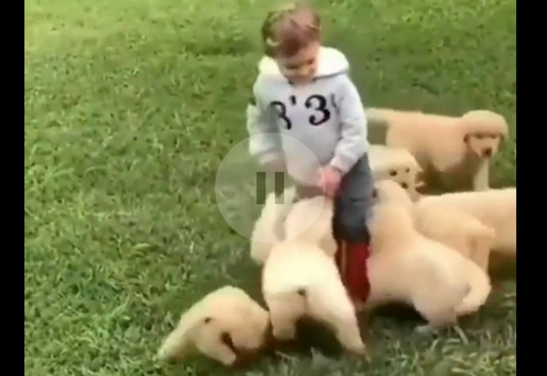 Yavru Köpekler ve sevgi çemberi