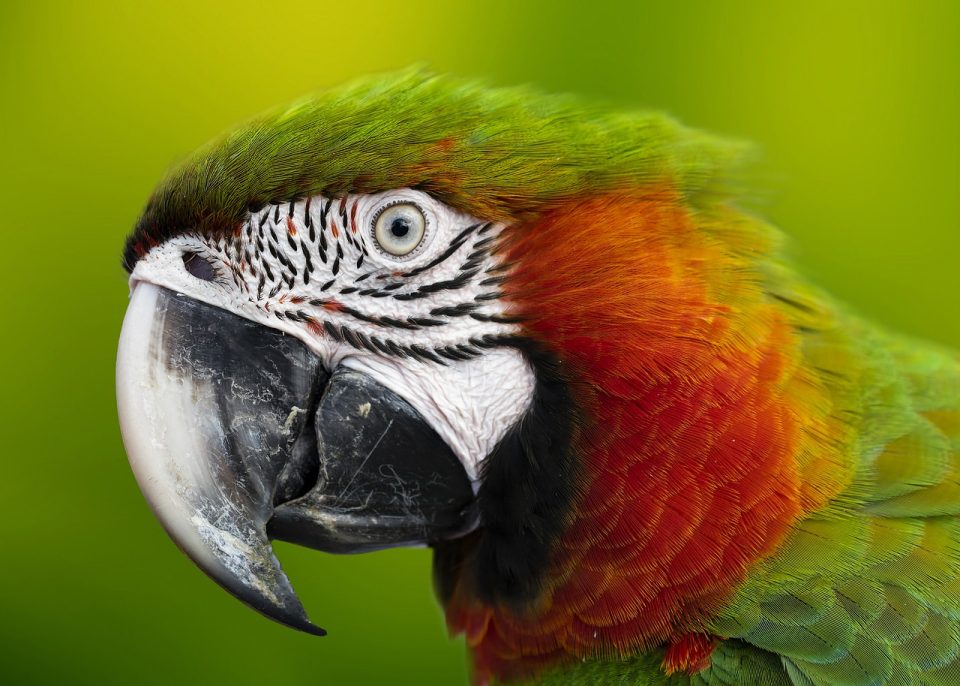 Las 10 mejores fotos de aves - Aves Espectaculares - Especies de Aves