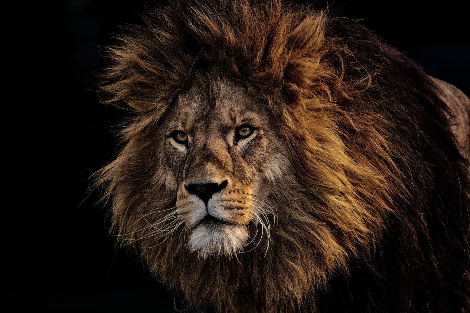 Top 10 des photos de la faune - Prédateurs - Scènes de nature sauvage