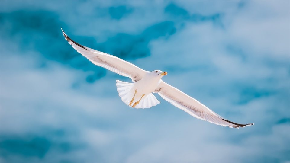 10 Schéinste Vugel Fotoen - Villercher