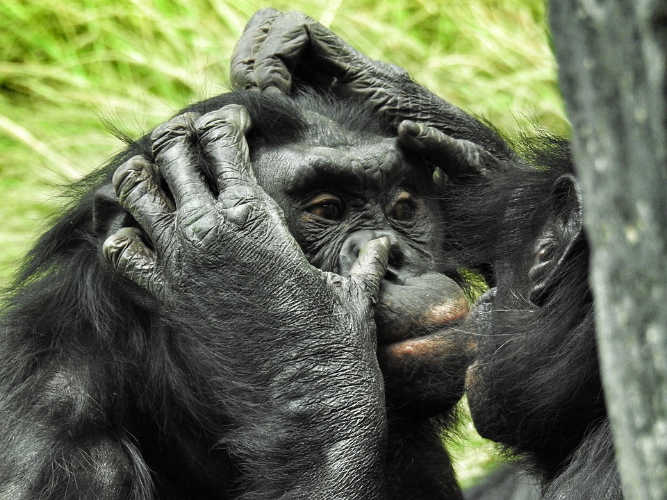 10 facts to know about bonobo monkeys