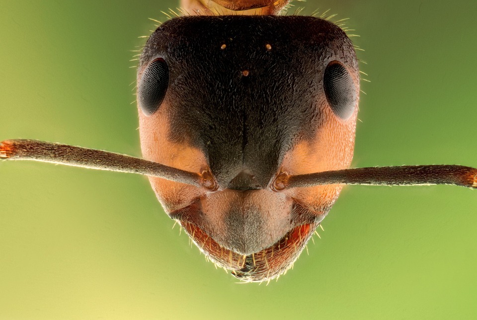 Communication methods of ants among themselves