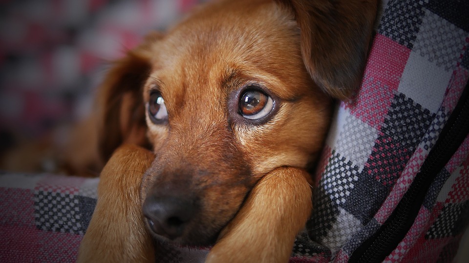 Glossary of Pet Care Terms
