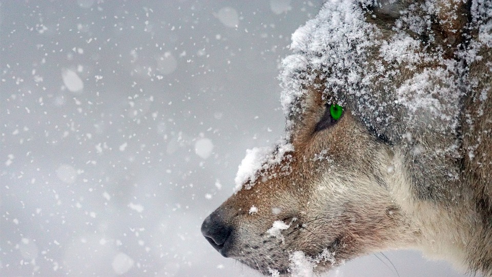 The Relationship Between the Holy Wolf and the Sirius Star System