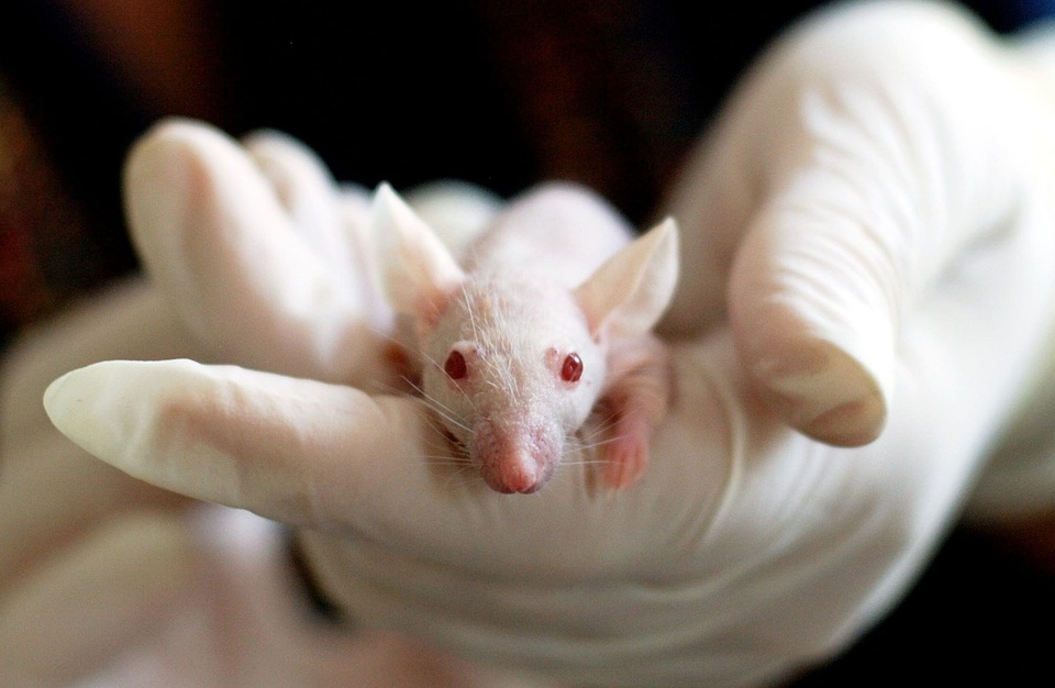 The history of the use of live animals in experiments and critical approaches to this issue today